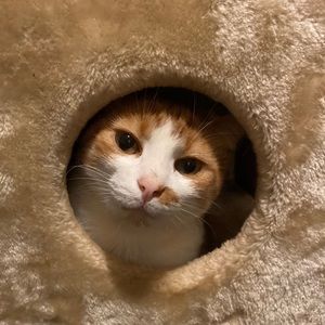 Meet your Posher, Audrey